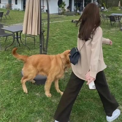 龙马精神大赢家